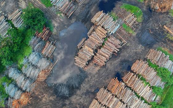 Vast piles of felled logs are visible from above.