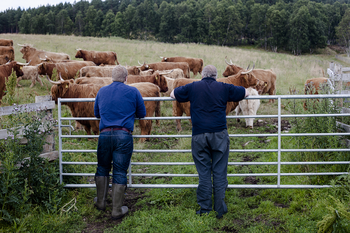 Two farmers lean on a gate, watching cattle.