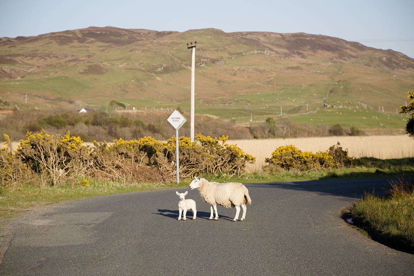 A sheep and a lamb cross a road in the rural landscape.