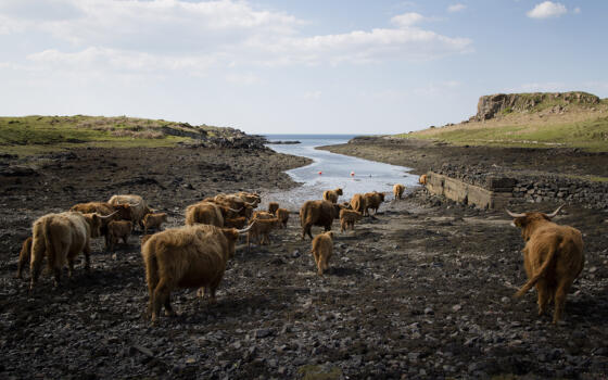 A herd of cows graze near an inlet of wter